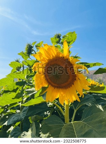 The Sunflower Field  Blu Sky.
