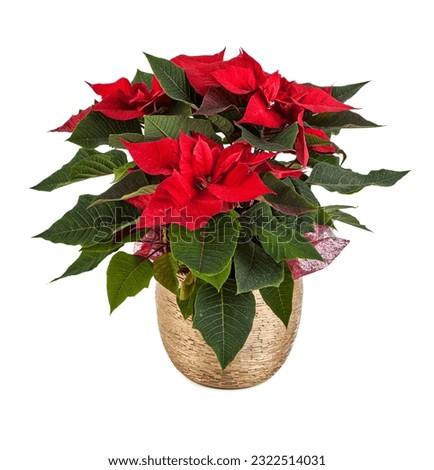 Christmas flower poinsettia isolated on white background with clipping path Royalty-Free Stock Photo #2322514031