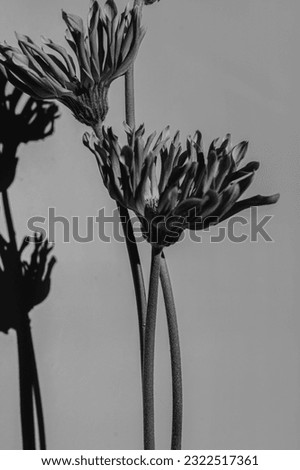 Black and white, monochrome. Closeup view of gerber flower. Black-white