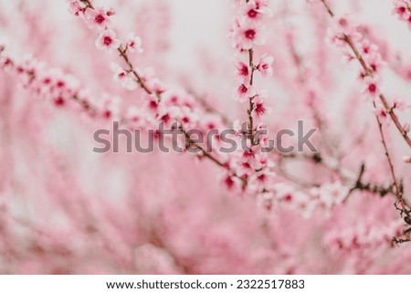 A peach blooms in the spring garden. Beautiful bright pale pink background. A flowering tree branch in selective focus. A dreamy romantic image of spring. Atmospheric natural background