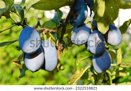 Ripe blue purple plums and green leaves on branch