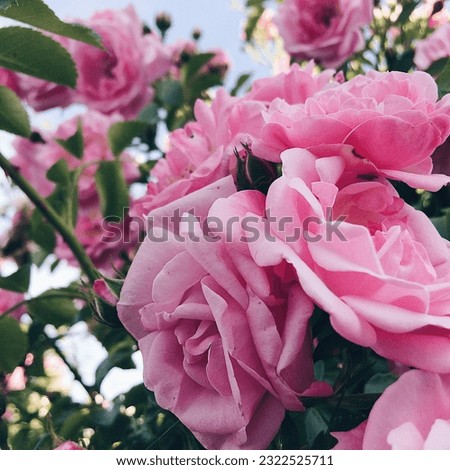  flowers of different colors, bouquets, roses, ideas for photos