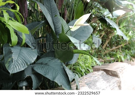 The flowers of the spathiphyllum Sensation are very large, they resemble an anthurium in their size. Legend has it that its flowering means that a woman's happiness will not bypass the house. Royalty-Free Stock Photo #2322529657