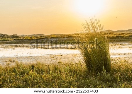Wadi along the dunes near Formerum at Wadden island Terschelling in Friesland province in The Netherlands