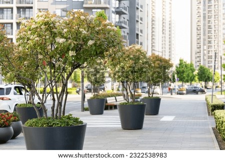 Trees in pots on a city street Royalty-Free Stock Photo #2322538983