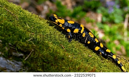The yellow fire salamander photo