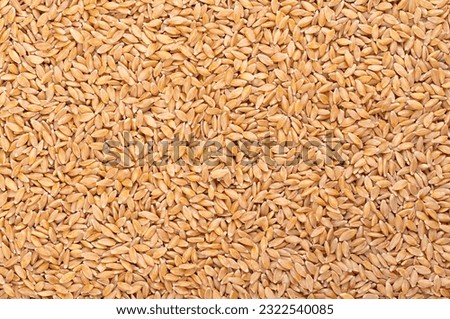 Hulled einkorn wheat, dried and husked littlespelt grains, from above. Triticum monococcum, one of the first plants to be domesticated and cultivated. Each spikelet contains only one grain. Food photo Royalty-Free Stock Photo #2322540085