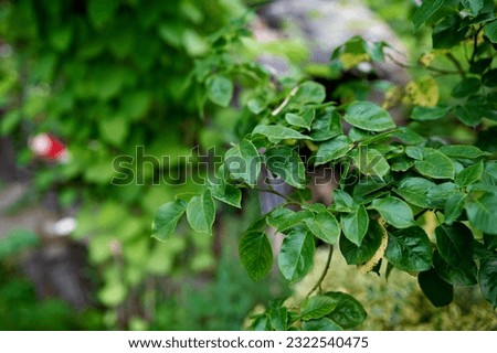 Green rose leaves on a bush, summer, village