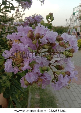 it is the picture of light pink flower. it is beautiful flowers in the garden. subject focus. blur