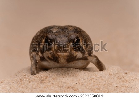 Desert rain frog hiding in the sand Royalty-Free Stock Photo #2322558011