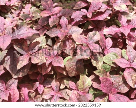Beautiful purple leaves of 
Alternanthera brasiliana,  also known as large purple alternanthera, metal weed, bloodleaf, parrot leaf, ruby leaf, Brazilian joyweed, in the garden background texture. Royalty-Free Stock Photo #2322559159