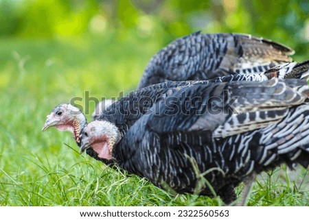 Female turkey standing in a field stock photo Linnaeus Stock Photos, Images  Pictures