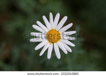 Close up of white common daisy. Oxeye daisy, Leucanthemum vulgare, Dox-eye, Dog daisy, Moon daisy. Gardening concept
 Royalty-Free Stock Photo #2322563885