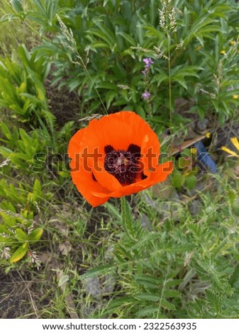 Pictured are bright red poppies, symbolizing beauty, passion and vitality.