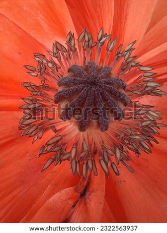 Pictured are bright red poppies, symbolizing beauty, passion and vitality.