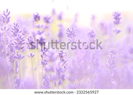 Lavender field. Purple lavender flowers with selective focus. Aromatherapy. The concept of natural cosmetics and medicine. Sun glare and foreground blur, soft focus