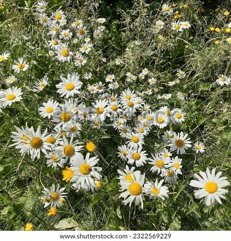 Shasta daisy flowers ( latin name Leucanthemum superbum ) is a commonly grown flowering herbaceous perennial plant with the classic daisy appearance of white petals around a yellow disc