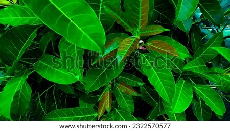 Leaves are part of the plant, leaves are very important for plants because they can photosynthesize