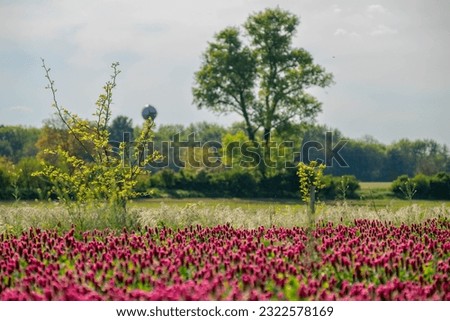 a field of purple clover in full bloom