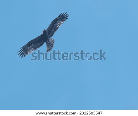A Golden eagle in flight in blue sky