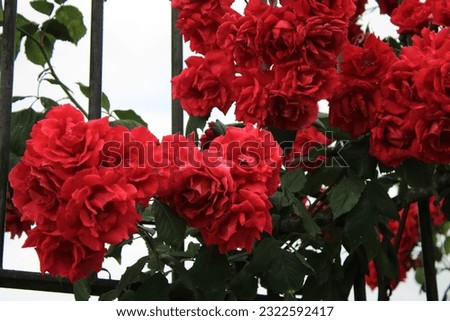 Red climbing rose growing through metal gates close up Royalty-Free Stock Photo #2322592417