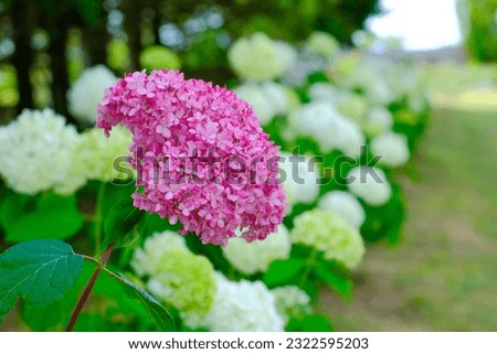 This is a picture of a hydrangea