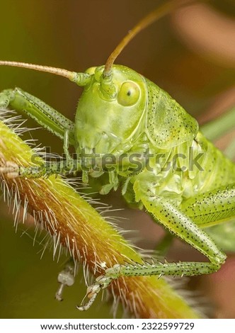 Tettigonia viridissima, the great green bush-cricket, is a large species of bush-cricket belonging to the subfamily Tettigoniinae.