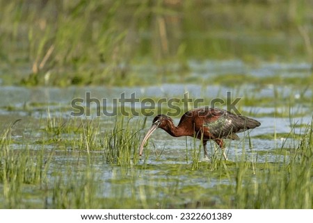 Glossy Ibis (Plegadis falcinellus) act in
real nature in Bulgaria Royalty-Free Stock Photo #2322601389