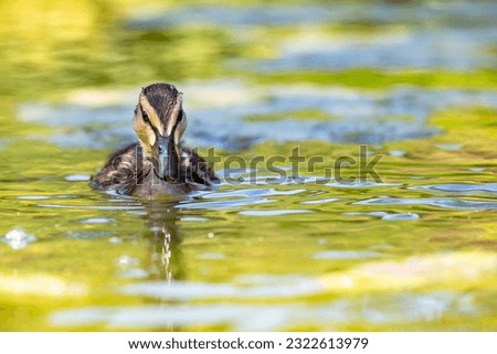Close up view of ducklings in natural environment