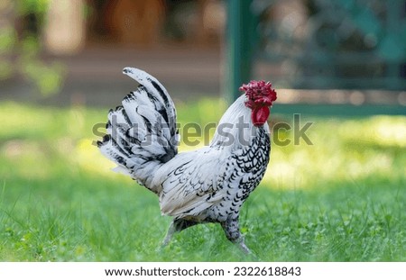 Seabright rooster walking in the grass on the farm Royalty-Free Stock Photo #2322618843