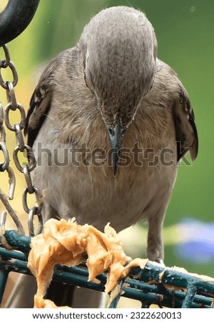 A Northern Mockingbird on a suet feeder                               