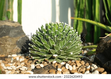 Closeup nature view of cactus in garden at summer under sunlight.