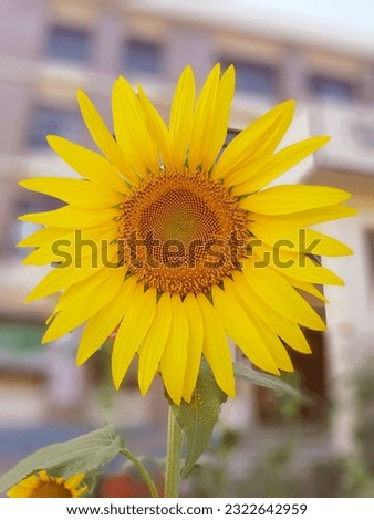 beautiful sunflower picture  with hd format