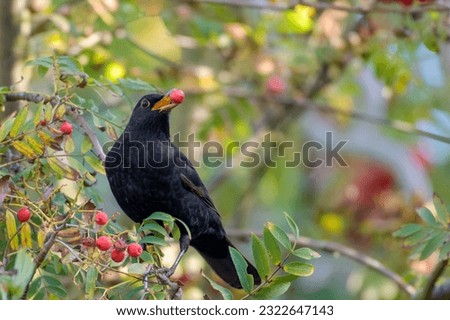 Male common blackbird sitting on a branch with a berry in its beak looking to the right side of the picture
