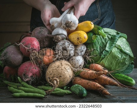 Cook is sorting out freshly harvested vegetables: carrots, beets, turnips, squahes,cabbage, cucumbers and fava beans. Royalty-Free Stock Photo #2322648503