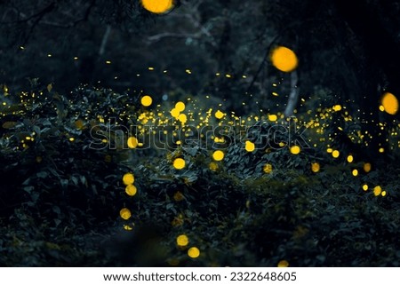 Firefly flying in the forest. Firefly lights in the night like a fairy tale. Fireflies in the bush at night in Prachinburi Thailand. Light from fireflies at night in the forest, Long exposure photo.8ค Royalty-Free Stock Photo #2322648605