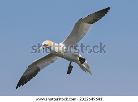 A single Gannet flying off Bempton Cliffs