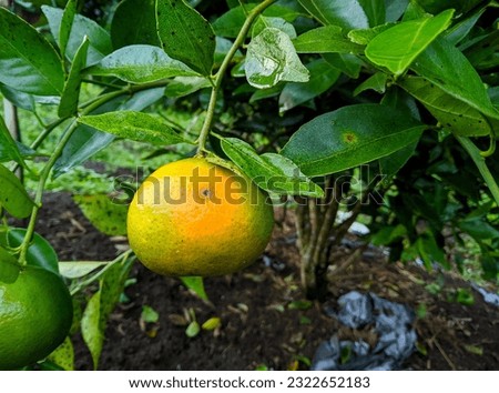 Citrus fruits affected by fruit fly disease, resulting in losses for citrus farmers