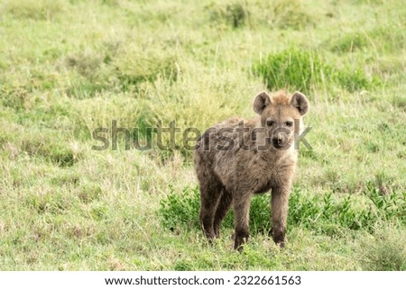 Hyena grazes and prowls through the grassy plain of Serengeti National Park
