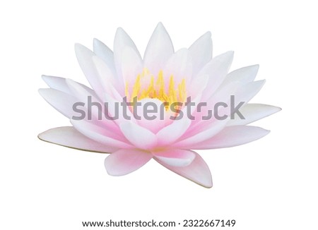Pink Hardy Water lily flower isolated on white background Royalty-Free Stock Photo #2322667149