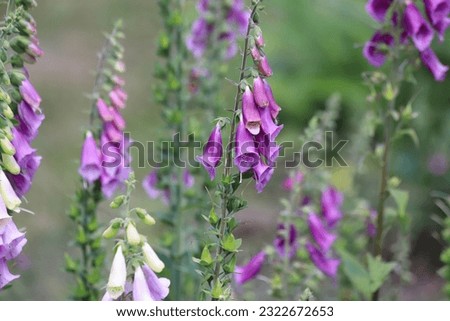 Digitalis grandiflora, foxglove, poisonous and toxic flower. Royalty-Free Stock Photo #2322672653