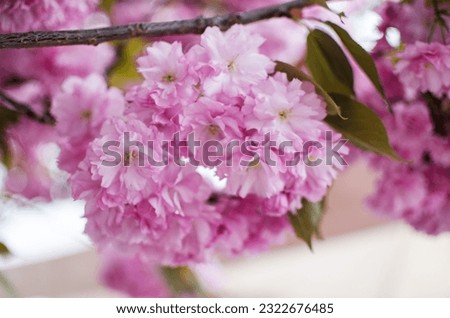 Sakura is the name given to trees of the pink family, the subfamily of plum trees (the species is small-serrated cherry), most of which perform a purely decorative function.