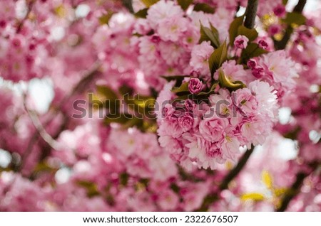 Sakura is the name given to trees of the pink family, the subfamily of plum trees (the species is small-serrated cherry), most of which perform a purely decorative function.