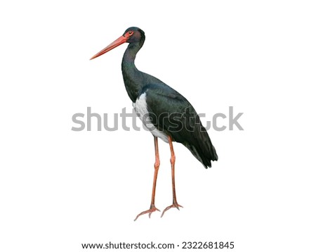 black stork isolated on white background Royalty-Free Stock Photo #2322681845
