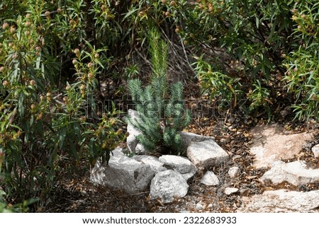 After a fire, someone replanted pine trees in the affected area in the north of Madrid. Thank you. Royalty-Free Stock Photo #2322683933
