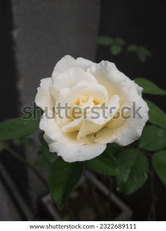 garden white rose angular picture