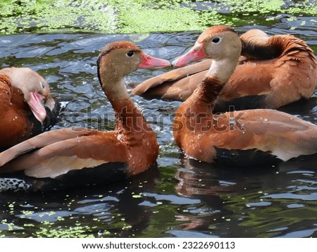 Four Black-bellied Whistling-Ducks (Dendrocygna autumnalis) having a good time, love is in the air!