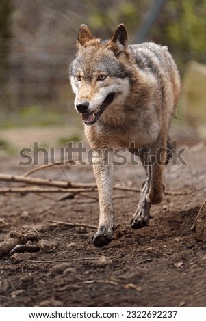 Portrait of Eurasian wolf in zoo