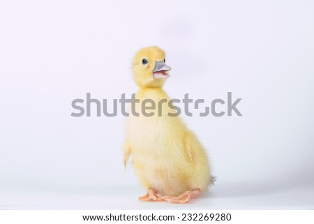 little duck looking cute, on a white background