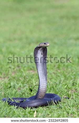 Javan spitting cobra on a grass in defend position